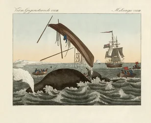 The Dangers of Whale Fishing