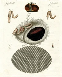 The Head of a Fly