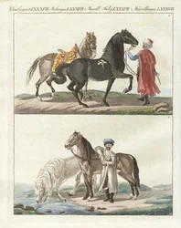 The Horse with Its Different Kinds