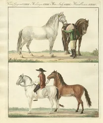 The horse with its different kinds