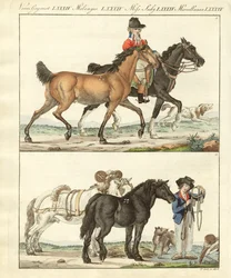 The horse with its different kinds