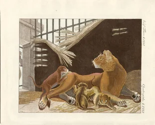 The lioness and her cubs