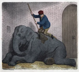 The morning toilet of the Lilli elephant. In “When someone travels, this is what he can tell”, German tale by Franz Wiedemann