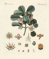 The rose-colored clusia