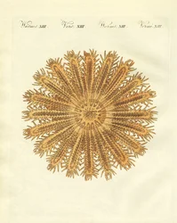 The Sea Urchin-Shaped Starfish