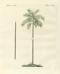 The Slim Palm of New Ireland