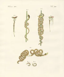 The Winding Nais