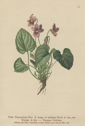 Thomas Pansy