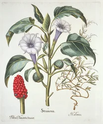 Thorn Apple, from the Hortus Eystettensis by Basil Besler, pub. 1613