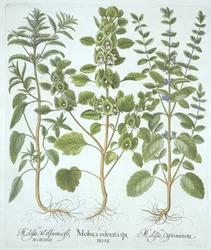Three Types of Balm, from Hortus Eystettensis