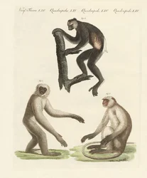 Three Kinds of Monkeys