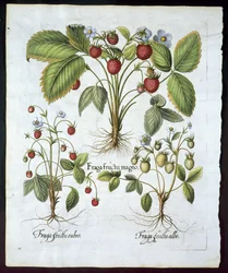 Three varieties of strawberry, plate 116, from Hortus Eystettensis by Basil Besler, pub. 1613