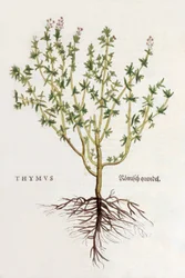 Thyme, illustration from De historia stirpium commentarii insignes by Leonhard Fuchs, published 1542