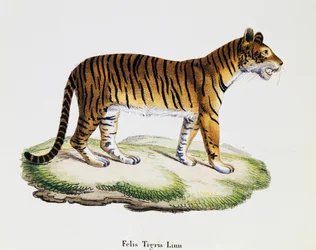 Tiger (Felis tigris), from Mammals illustrated from Nature with descriptions, by Johann Christian Daniel von Schreber, engraving by IC Bock after drawing by A Fleischmann