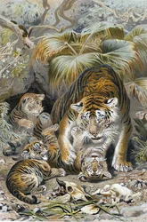 Tiger, plate from "Brehms Tierleben: Allgemeine Kunde des Tierreichs", vol.1, p.391, published by Bibliographisches Institut