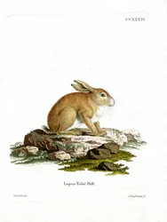Tolai Hare