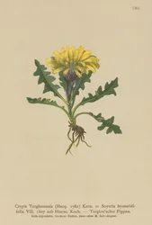 Triglav Hawksbeard