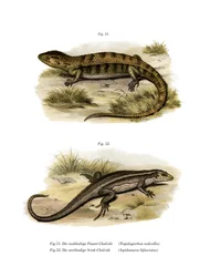 Tropidogerrhon Rudicollis