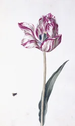 Tulip and Bee