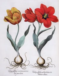 Tulips, from the Hortus Eystettensis by Basil Besler, pub. 1613