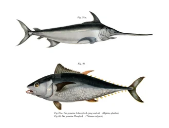 Tuna