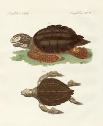 Turtles of Phenomenal Size