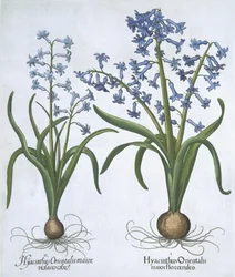 Two blue Hyacinths, from Hortus Eystettensis by Basil Besler, pub. 1613