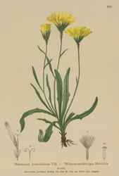 Umbrella Milkwort