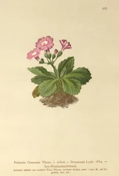 Val-Daone Primrose
