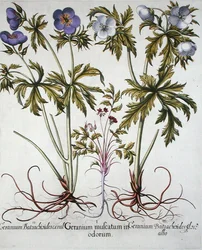 Varieties of Geranium, from the 