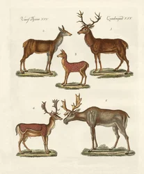 Various Kinds of Deer