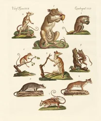 Various Kinds of Marsupials