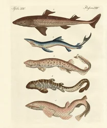Various Kinds of Sharks