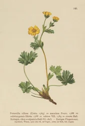 Villous Cinquefoil