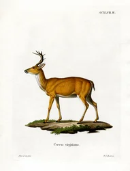 Virginian Deer