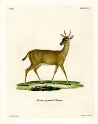 Virginian Deer