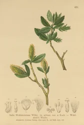 Waldsteins Willow