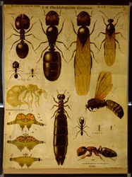 Wall Chart Depicting Formicidae