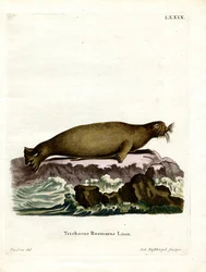 Walrus