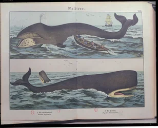 Whaling and Sperm Whale, from Natural History of Mammals by Gotthelf Heinrich von Schubert, published in Stuttgart, 1886