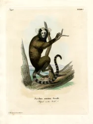 White-eared Marmoset
