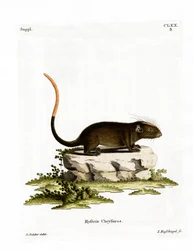 White-faced Spiny Tree-rat