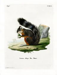 White-legged Squirrel