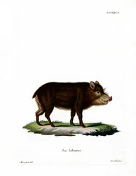 White-lipped Peccary