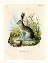 White-sided Jackrabbit