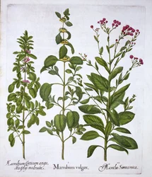 White Horehound, Horehound and Mint, from Hortus Eystettensis
