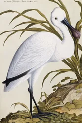 White Spoon Bill, 1750-1800