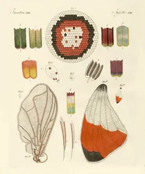 Wing of a Butterfly