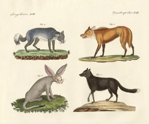 Wolves and Foxes