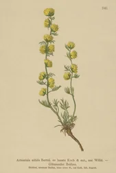 Wormwood